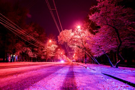 Moscow trees night