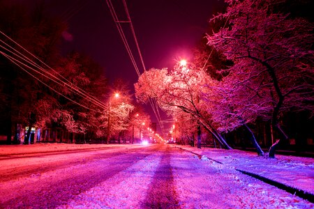 Moscow trees night photo