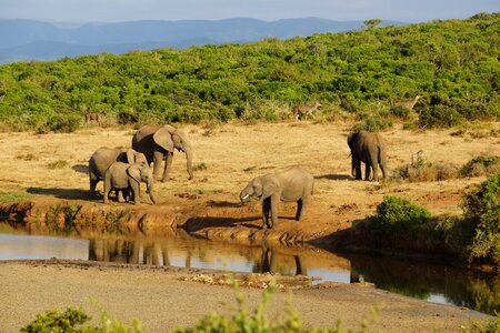 Safari african bush elephant national park photo