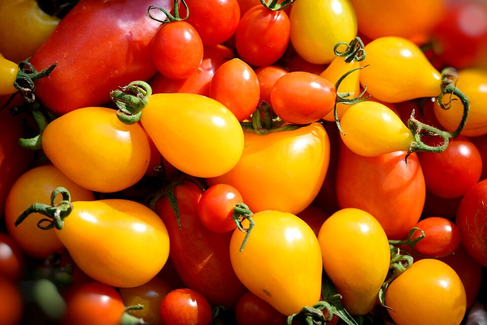 Tomatoes red yellow