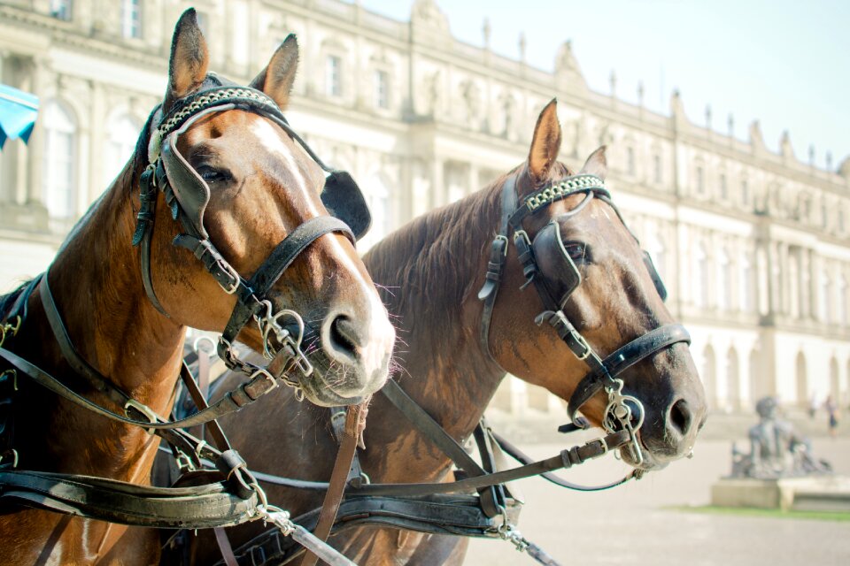 Blinkers horse coach