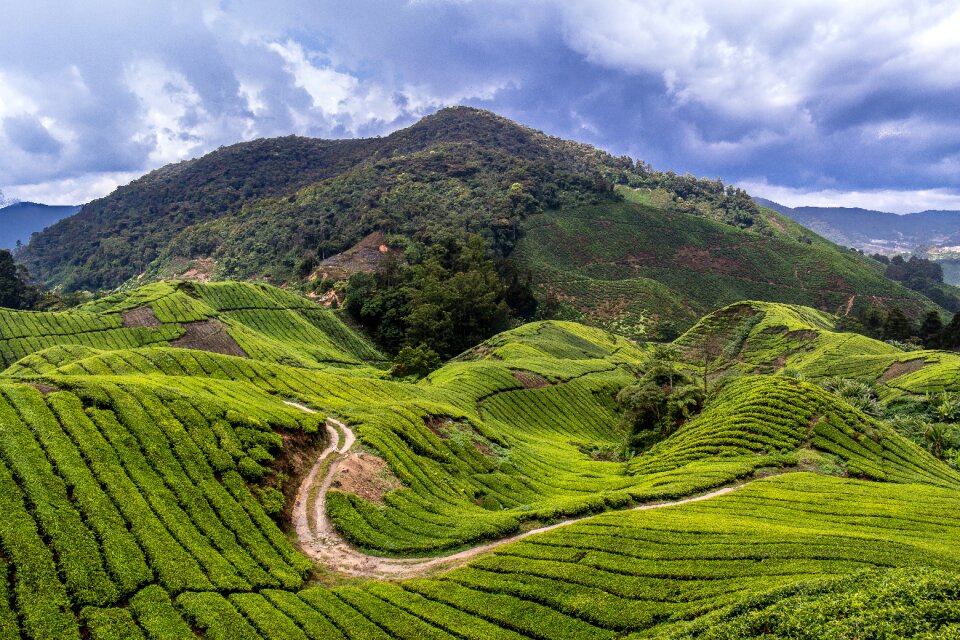 Cameron highlands tea fields green photo