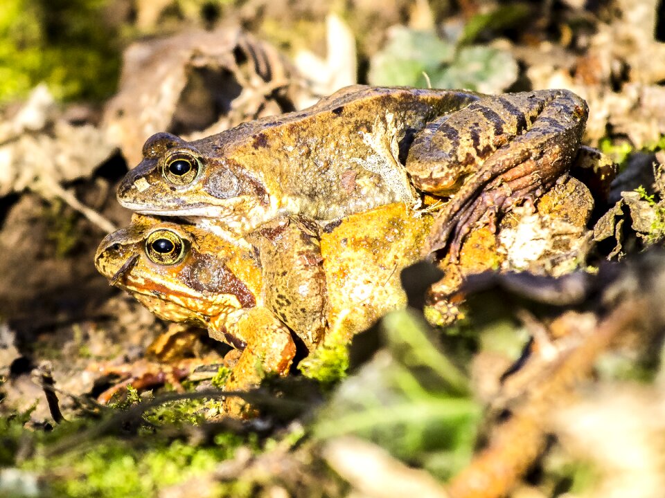 Amphibians nature animal