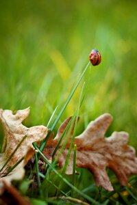 Grasses green plant photo