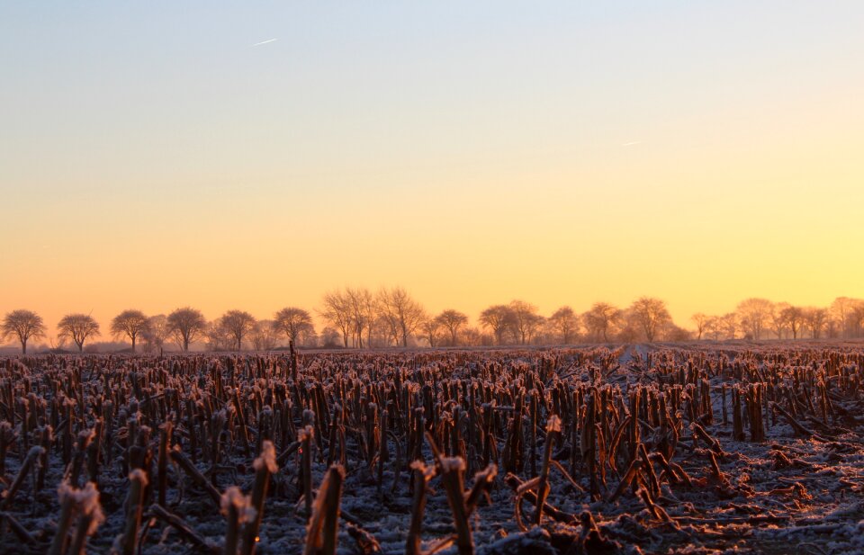 Tree landscape morgenstimmung