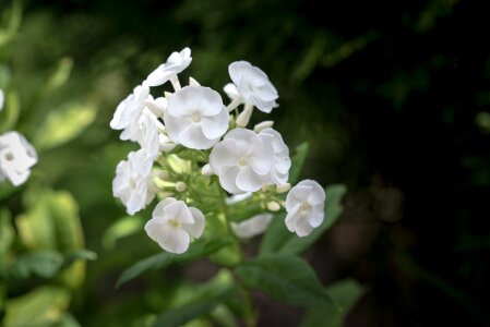 Flower flowers white