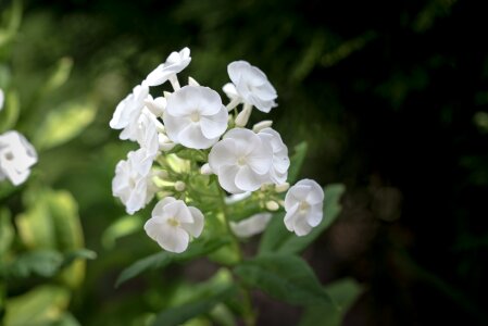 Flower flowers white photo