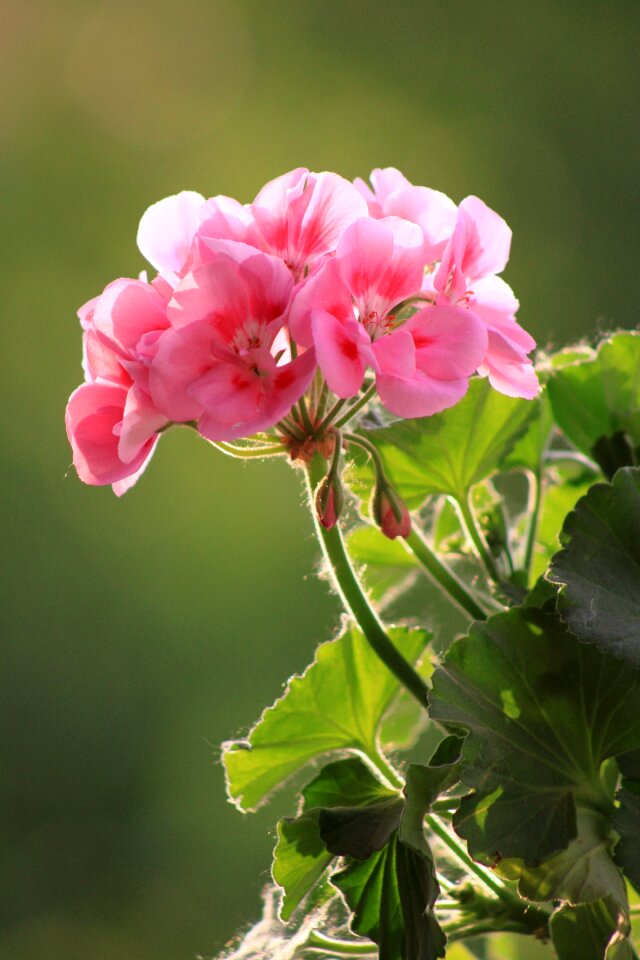 Nature pink flower green