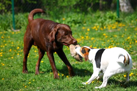 Pet animal summer photo