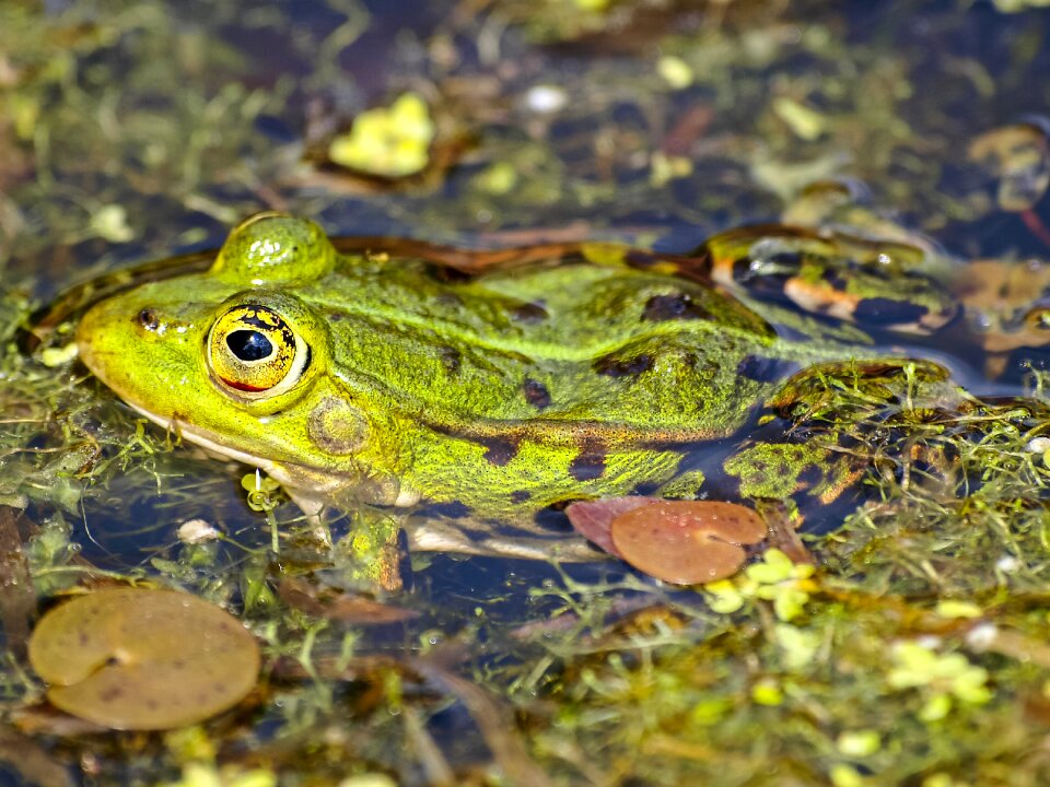 Amphibians nature animal