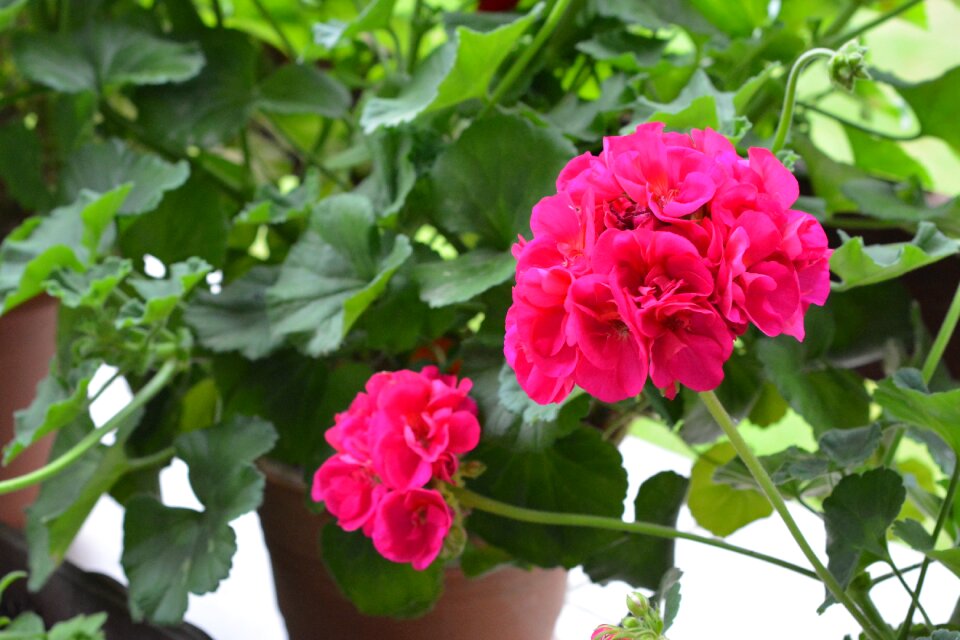 Plant balcony flowers terrace