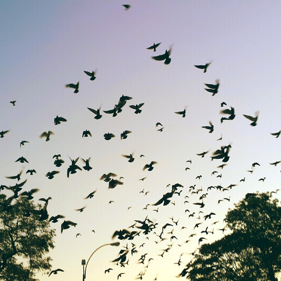 Birds flight sky