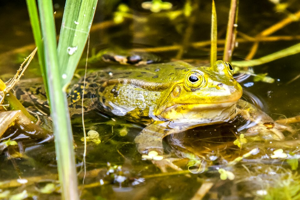 Amphibians nature animal photo