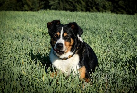 Dog appenzeller meadow