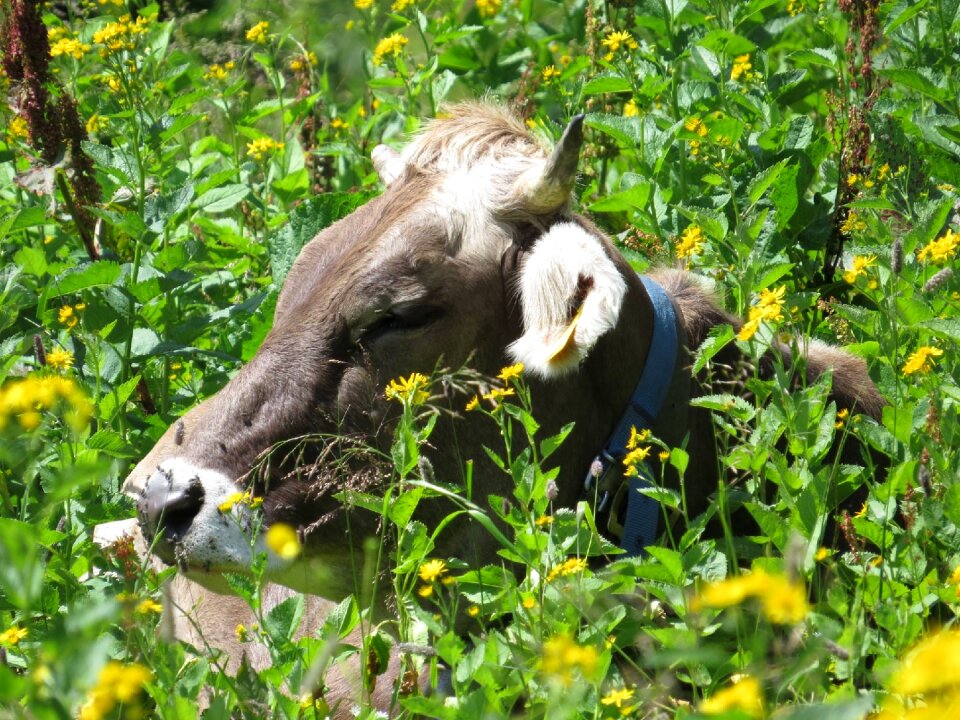 Cow austria flowers