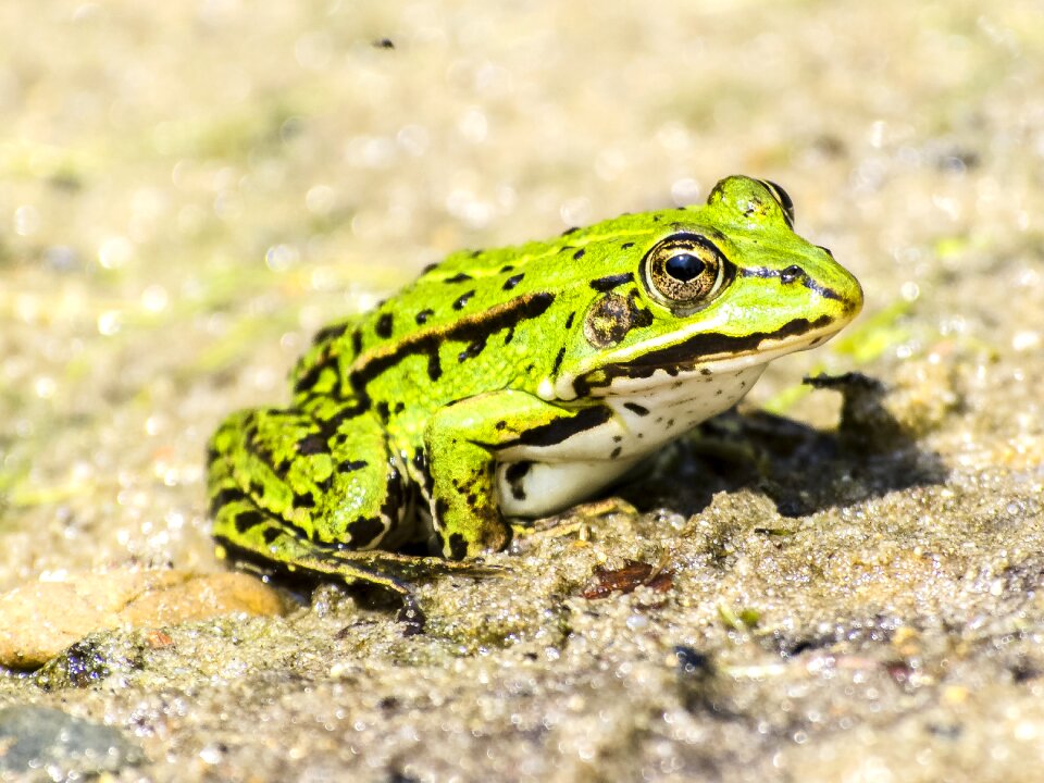 Amphibians nature animal photo