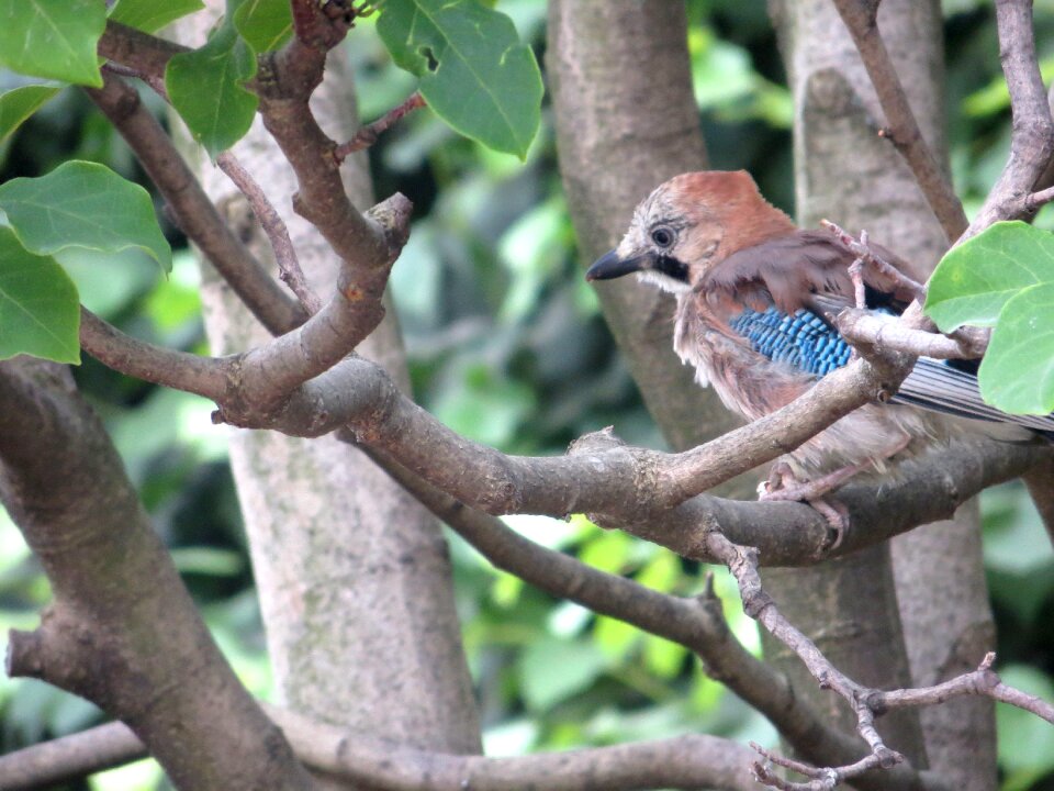 Petit sparrow animal