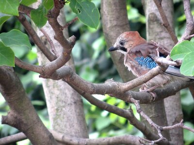 Petit sparrow animal
