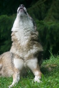 European wolf carnivores pack animal