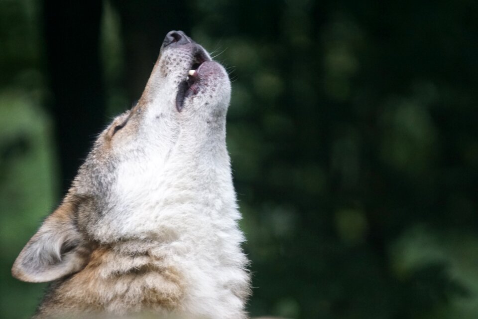 European wolf carnivores pack animal