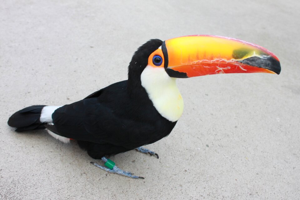 Kachoen bird toucan