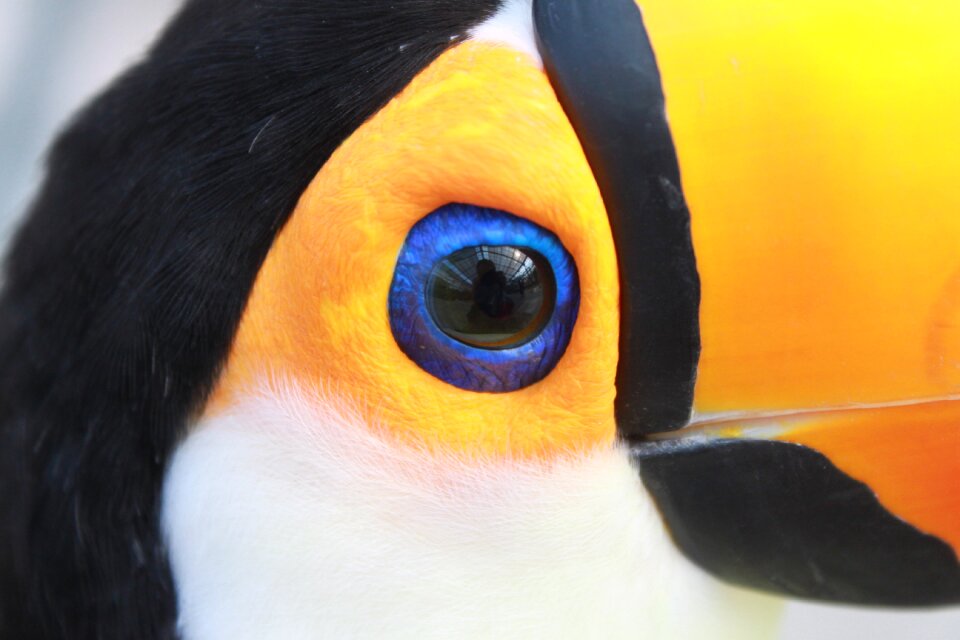 Kachoen bird toucan