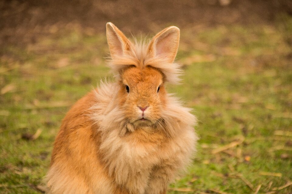 Bunny animal sweet