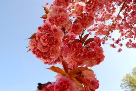 Cherry blossom cherry tree flowers