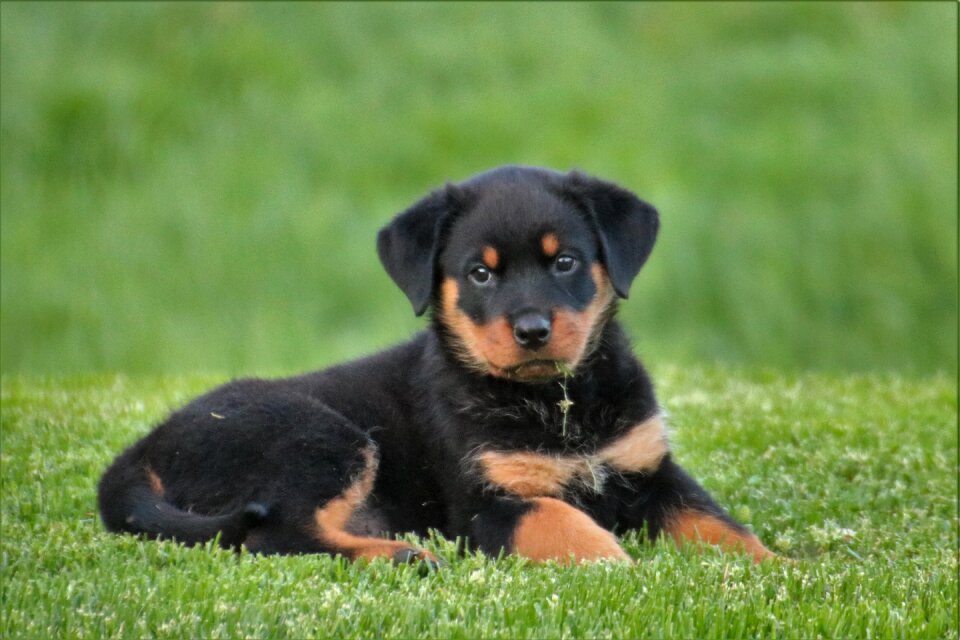 Sweet dog lying animal