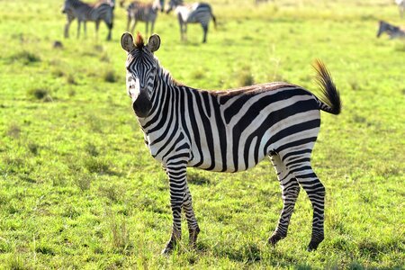 Wild animal zebra zebras photo