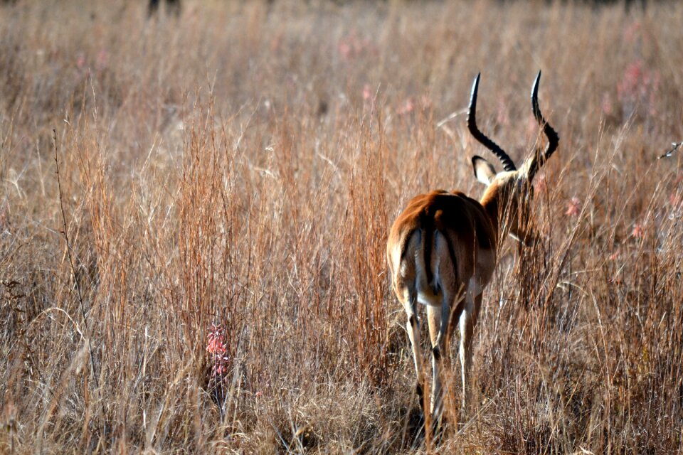 Africa animal wildlife