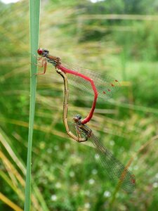 Couple insects apareandose copulation