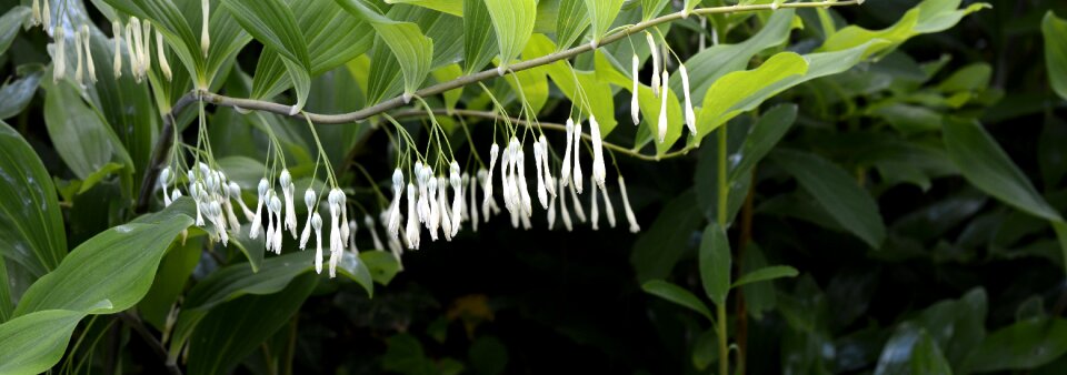 Plant nature flora