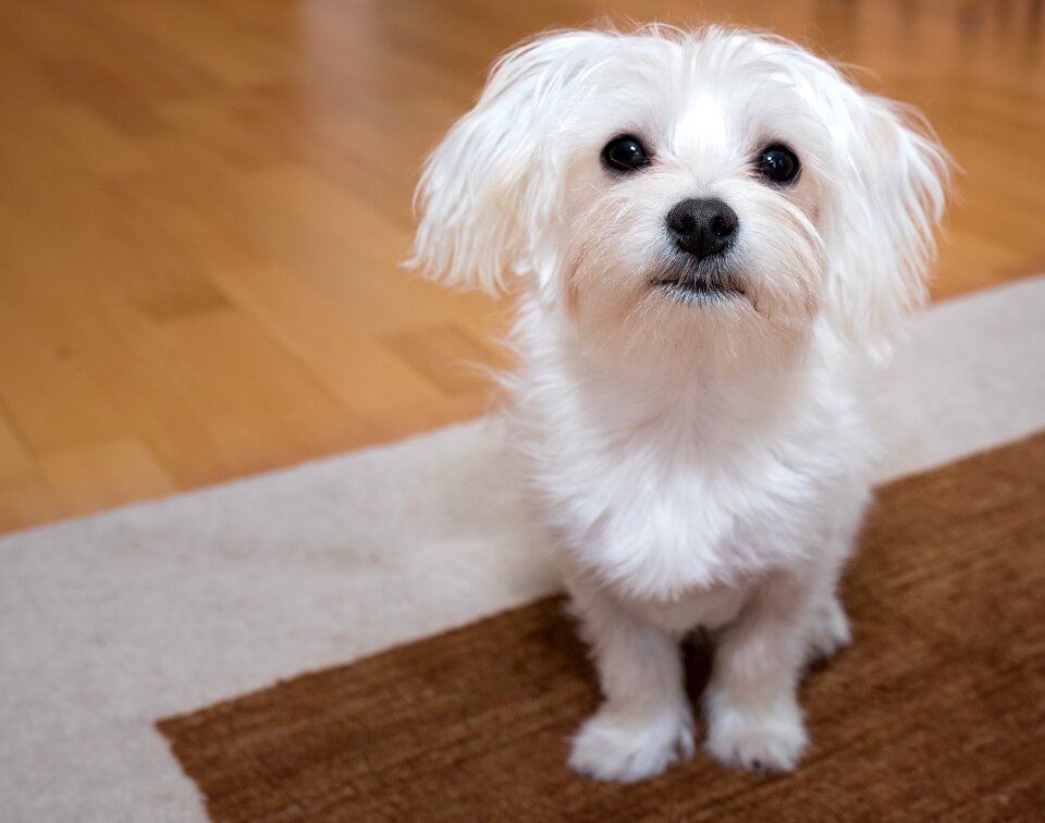 White small sweet