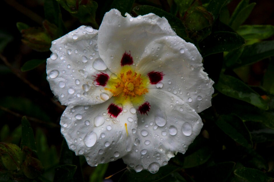 White plant nature