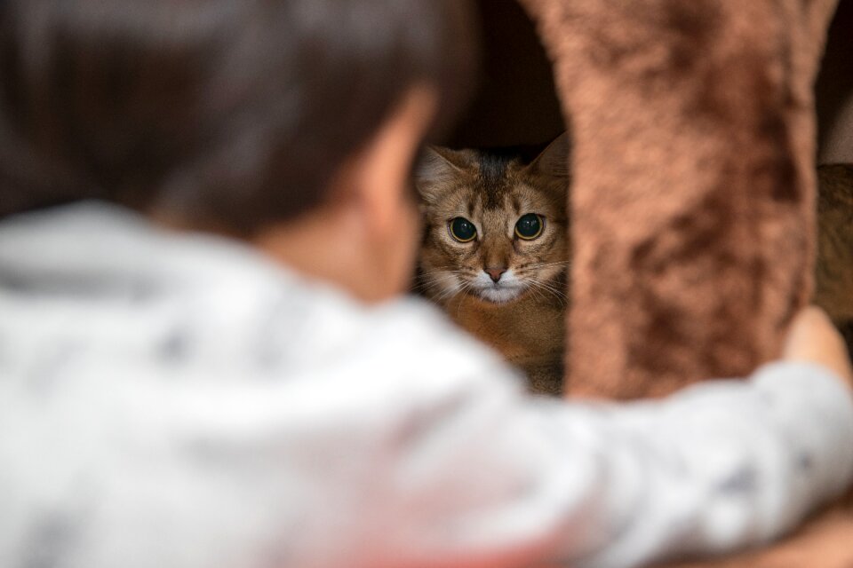 Cat curiosity cute