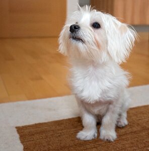 Maltese white sweet photo