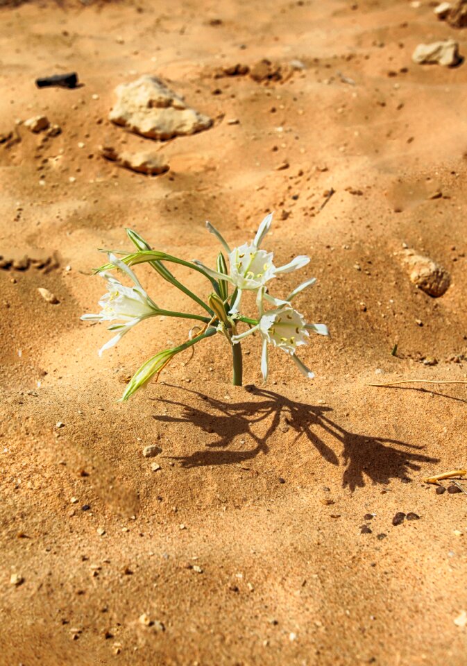 Arava wide brown photo