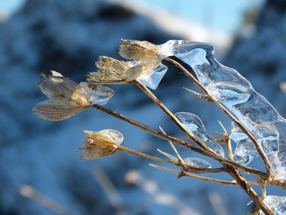 Withered freezing rain covered