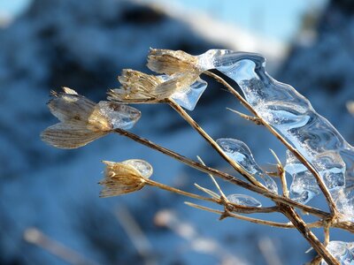 Withered freezing rain covered