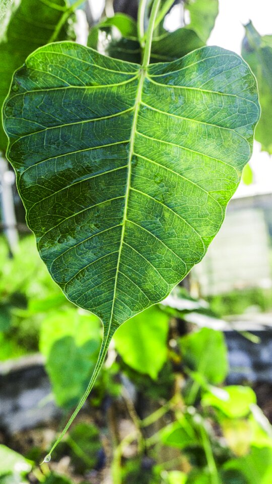 Enlightenment buddhism ficus religiosa