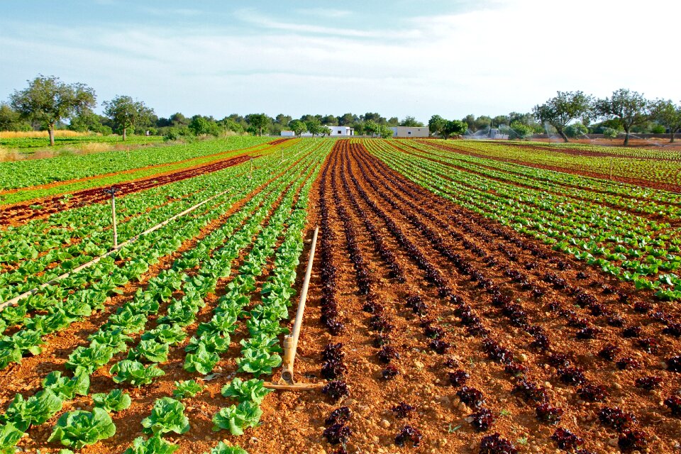 Cultivation vegetable growing lettuce in ibiza