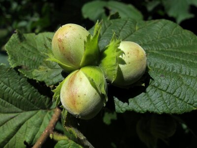 Plant brown food