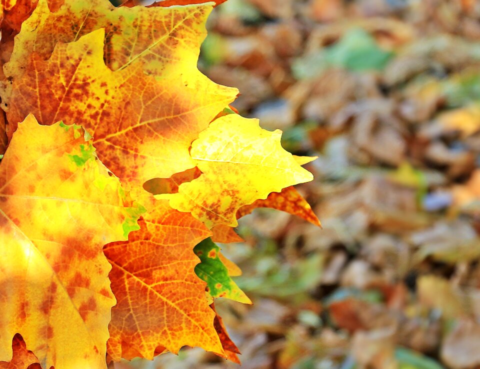 True leaves fall color nature