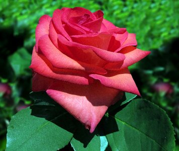 Red rose bloom flowers
