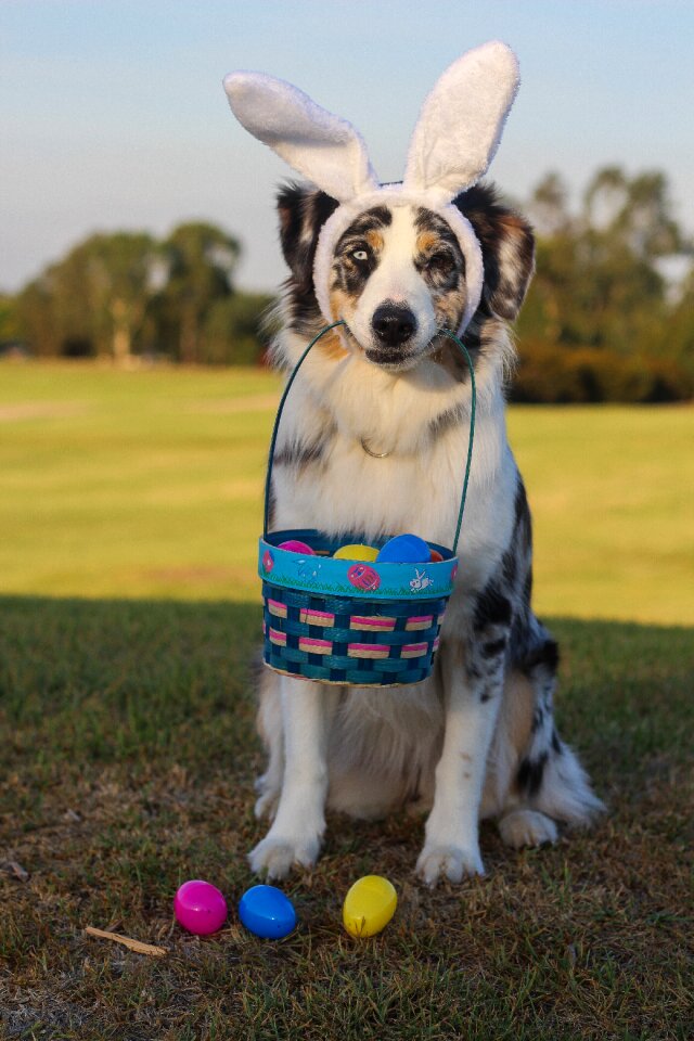 Blue merle blue eye easter