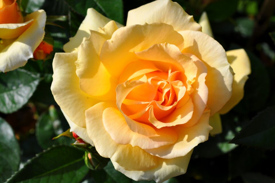 Rose yellow rose garden rose