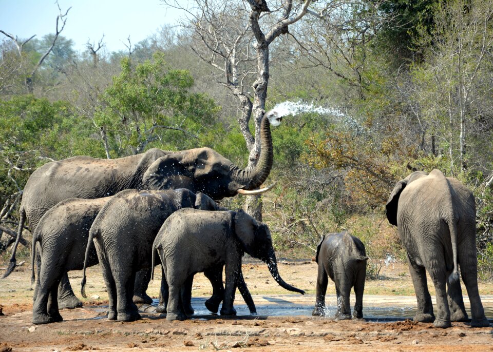 Playing in mud kruger park south africa