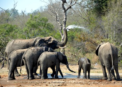 Playing in mud kruger park south africa