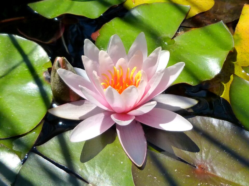 Plant pink water lily